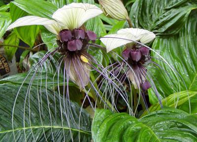 Tacca integrifolia